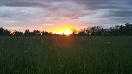 Scenic view of grassy field against sky at sunset