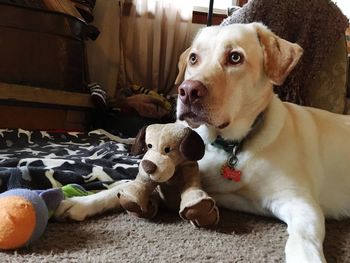 Close-up portrait of dog at home