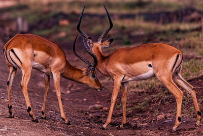 animal