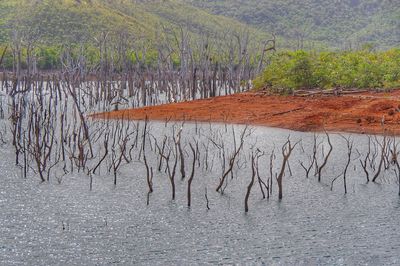 Scenic view of lake in forest