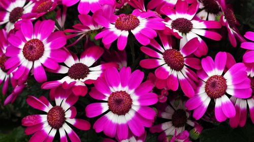 High angle view of pink flowering plants