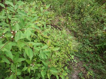 High angle view of plants growing on land