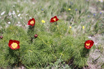 Close-up of red poppy flowers on field