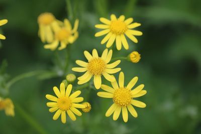 Close-up of yellow flowering plants in park