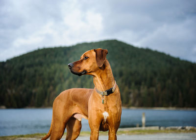 Dog looking away while standing by lake against mountain