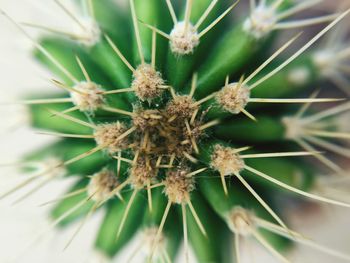 Close-up of plant