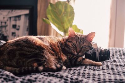 Close-up of a cat resting at home