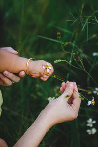 Close-up of hands holding flowers