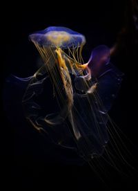 Close-up of jellyfish against black background