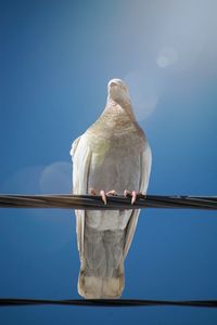 Low angle view of bird perching against clear sky