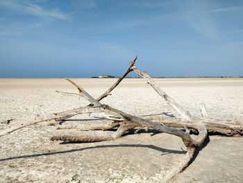 Driftwood on sand at beach against sky