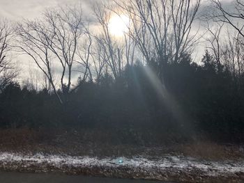 Trees on landscape against sky