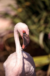 Close-up of bird