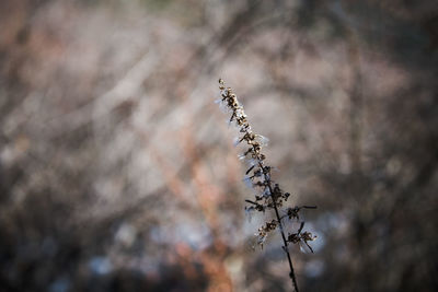 Close-up of plant against blurred background