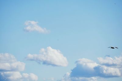 Low angle view of bird flying in sky