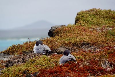 View of a bird on rock