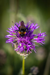 Close-up of bee pollinating on purple flower