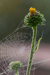 Close-up of spider web