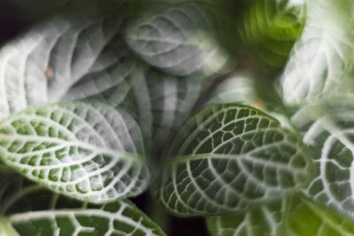 Full frame shot of plant