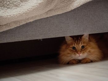 Close-up portrait of cat hiding