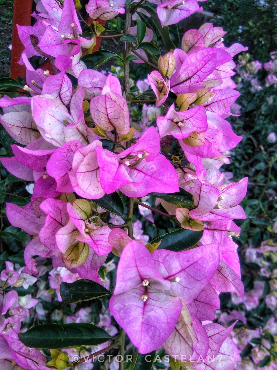 CLOSE-UP OF PINK ROSE FLOWERS