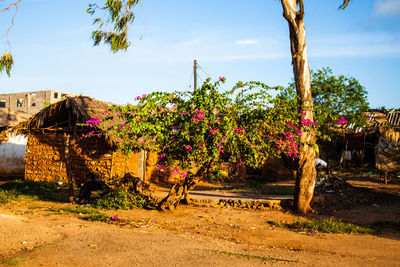 Flower trees against sky