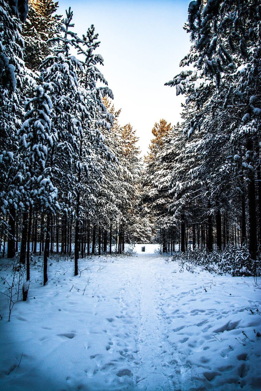 tree, winter, snow, nature, cold temperature, outdoors, no people, beauty in nature, sky, day