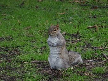 Cat sitting on field