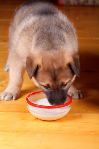 A little cute puppy eats from a bowl of milk lighting
