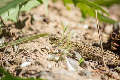 Lizard on ground during sunny day