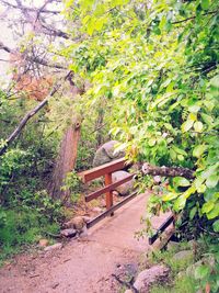 Plants growing on tree