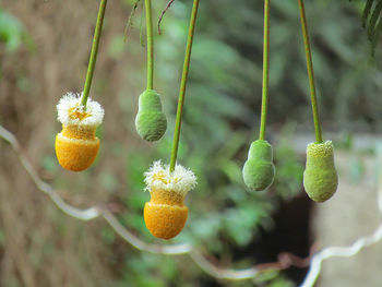 Close-up of fruits hanging on plant