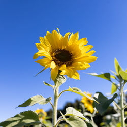 Close-up of sunflower against blue sky