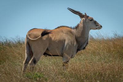 Common eland stands in grass flicking tail