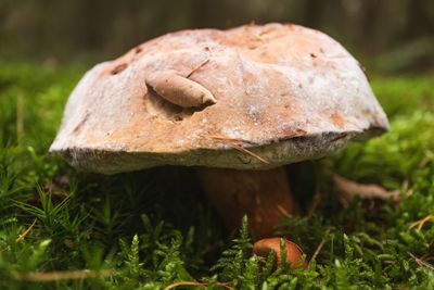 Close-up of mushrooms growing on field