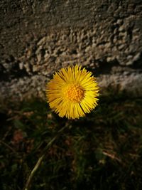 Close-up of yellow flower blooming outdoors