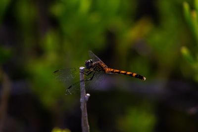 Close-up of dragonfly on plant