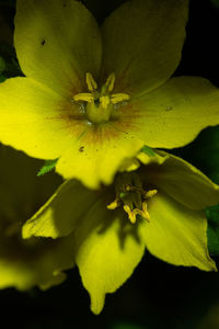 Close-up of yellow flowering plant