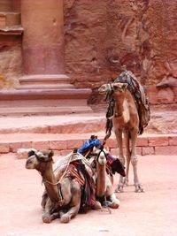 Two camels in petra