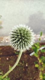 Close-up of flower