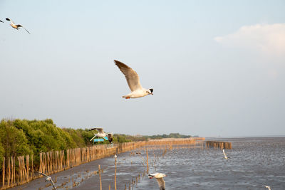 Seagull flying over sea against sky