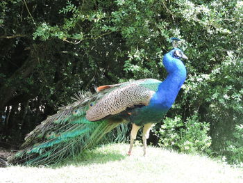 Peacock in a forest