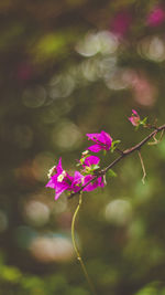 Close-up of pink flowers against blurred background