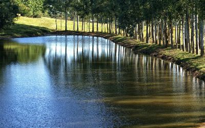 Reflection of trees in river