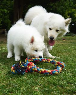 White puppy in a field