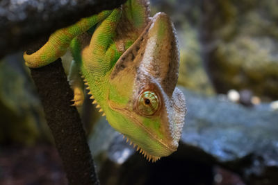 Close-up of lizard on tree