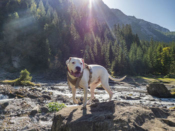 Dog standing on land