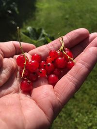 Close-up of hand holding strawberries