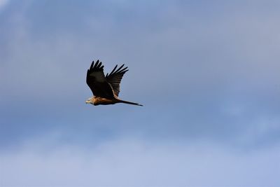 Low angle view of red kite flying in sky