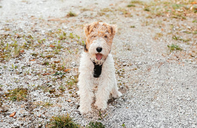 A glimpse of adventure,young fox terrier with clearing and house backdrop, pet outside